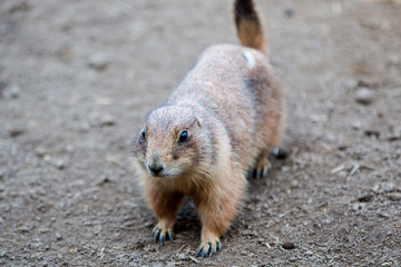 Schwarzschwanz-Präriehund (Cynomys ludovicianus) Black-tailed Prairie dog