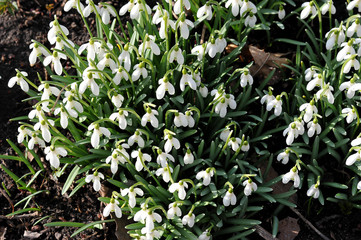 Delicate Snowdrop flower