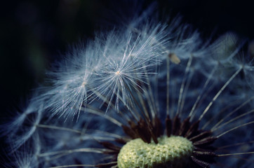 Macro Dandelion