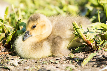 Kanadagans Kücken(Branta canadensis)