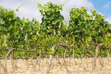 Fototapeta na wymiar Vineyards plant in sunny day