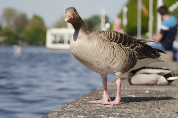 Nahaufnahme einer Gans an der Alster in Hamburg – detailliertes Tierportrait