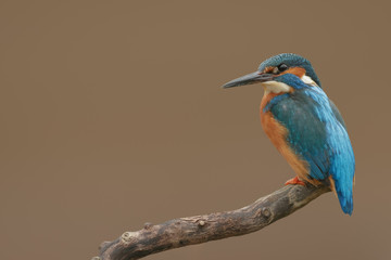 Common kingfisher