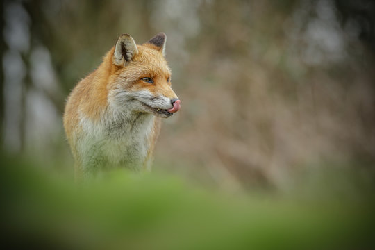 Fox licking his nose