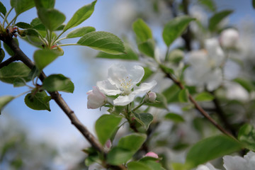  blooming branch of apple tree in spring