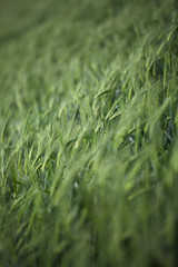 image of wheat field.