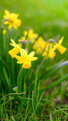 Osterglocken - Narzissen - Fr&uuml;hlingswiese