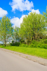 Fototapeta na wymiar Green trees along a road in spring season near Krakow, Poland