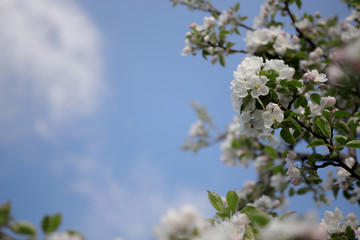 A blooming branch of apple tree in spring