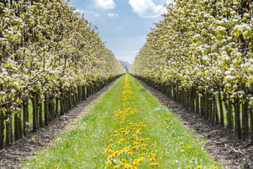 Fototapeta na wymiar Fruit orchard with apple blossoms in spring