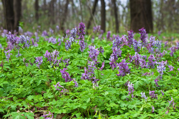 Spring meadow with blooming purple Corydalis closeup