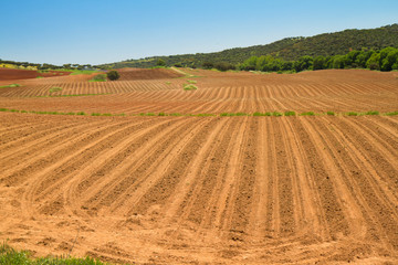 Farm field in spring