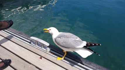 Goéland avec une grosse faim