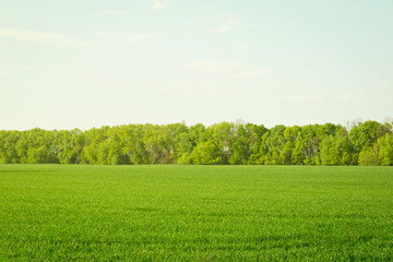 Obraz premium Rural landscape with young wheat field