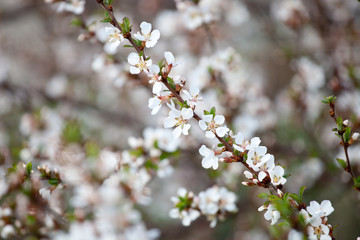 cherry blossom - hanami beginning