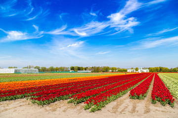 Blue sky over multicolor tulip fields near village of Lisse in the Netherlands