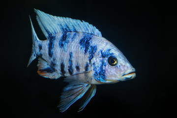 Cichlid fish from genus Aulonocara