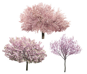Naklejka premium Blossoming pink sacura trees isolated on white