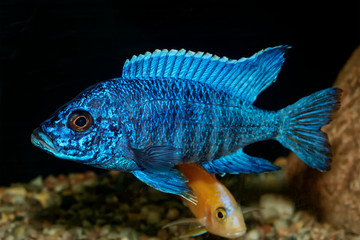 Cichlid fish from genus Aulonocara - 110111567