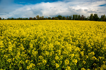 Obraz premium field of rapeseed with beautiful clouds