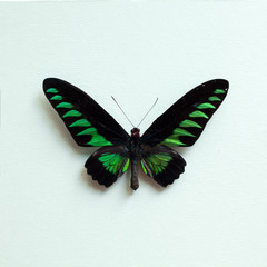 Tropical butterfly - 110112178