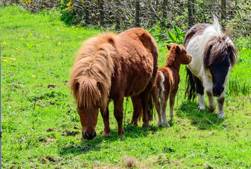 Shetland Ponies and Young Foal.