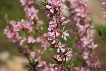 flowering shrub