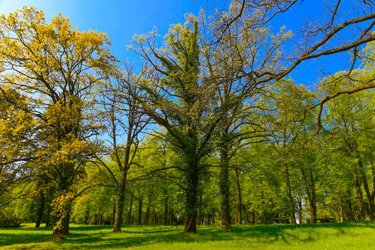 Parklandschaft im Frühling - Land Brandenburg