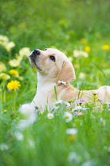 Labradorwelpe