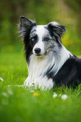 Border Collie im Garten