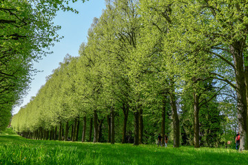 Obraz premium Parklandschaft im Frühling - Land Brandenburg