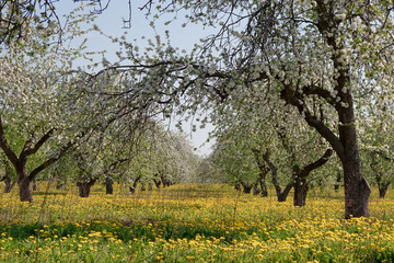 Obraz premium A blooming branch of apple tree in spring