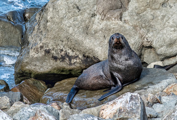 Fototapeta premium New Zealand fur seal/kekeno