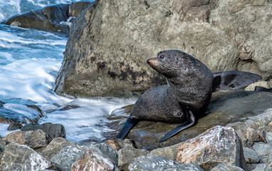 New Zealand fur seal/kekeno