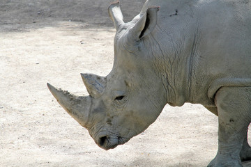rhinoc&eacute;ros 09052016