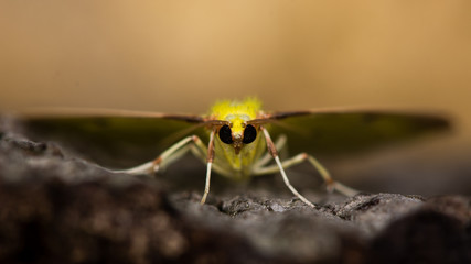 Brimstone moth (Opisthograptis luteolata). Yellow insect in the family Geometridae, seen head on