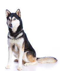 Siberian husky in studio
