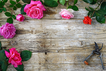 rose su vecchio legno e forbice da giardinaggio