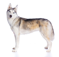 Siberian husky in studio