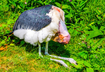 Marabou Stork (Leptoptilos crumenifer)