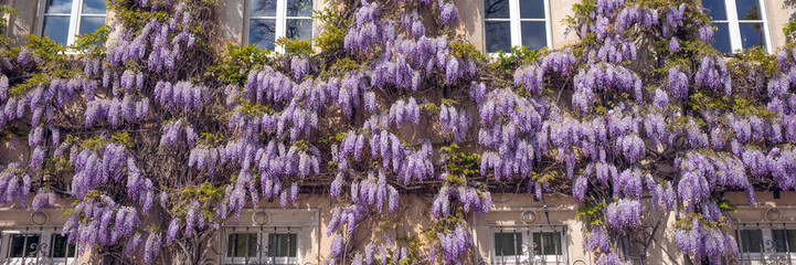 Blauregen an der Fassade