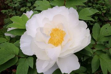 牡丹　白王獅子