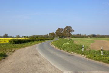 Fototapeta na wymiar country lane with oak trees
