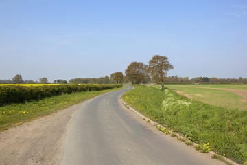 Fototapeta na wymiar english country lane with oak trees