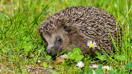 Igel Braunbrustigel (Erinaceus europaeus) im Garten im Frühling