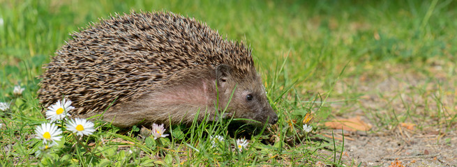 Igel Braunbrustigel (Erinaceus europaeus) im Garten im Frühling © mirkograul