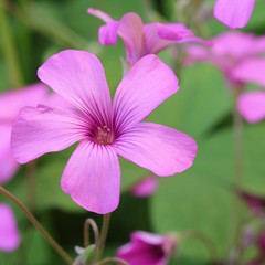 Oxalis