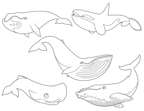Outline vector illustration of set cartoon cute whales on white background for coloring book, sea animals set, collection of sea creatures