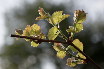 Grapes in early spring bud, after rain. Selective focus, close up, macro, background