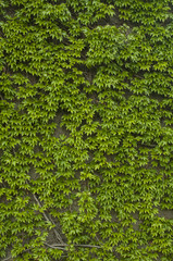 House wall covered with green climbing plants as background